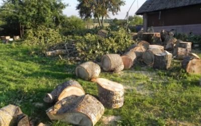 Спил и вырубка деревьев - Томск, цены, предложения специалистов