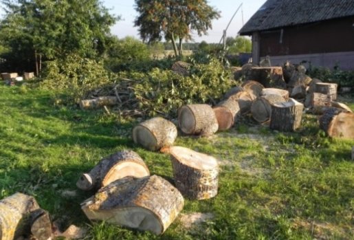 Спил и вырубка деревьев стоимость услуг и где заказать - Томск