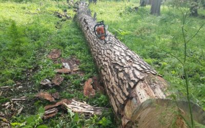 Спил и вырубка деревьев, корчевание пней - Томск, цены, предложения специалистов