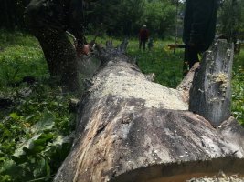 Спил и вырубка деревьев, корчевание пней стоимость услуг и где заказать - Северск